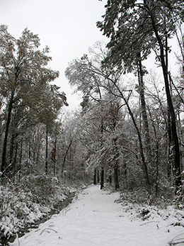 Snowfall on the path to the Bogue Falaya River at Fern Cottage.