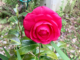 Camellia  blooming on the patio.