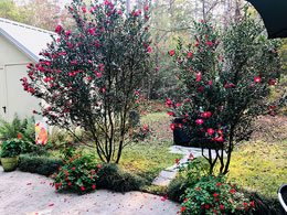 Yuletide Red Camellia Sasanqua blooming on the patio.