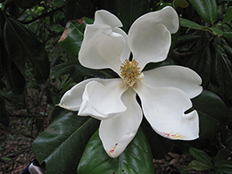 Magnolia blossoms at Fern Cottage Getaway.