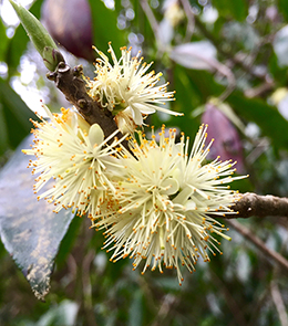 Native spring blooms in the St. Tammany parish woods.