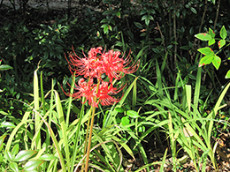 Varied names: Red Surprise or Spider Lily, Resurrection Lily, Naked Lady.
