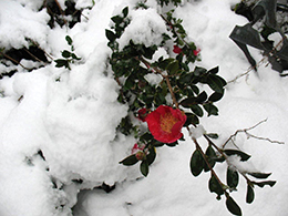 Winter snow at Fern Cottage.