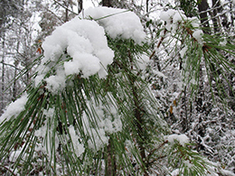 Winter snow scene at Fern Cottage.