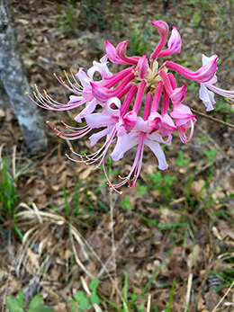 Hot pink native azaelea.