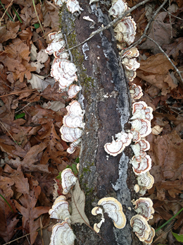 Fungus on a log inthe woods at Fern Cottage vacation rental.