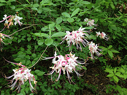 Pale pink native azaeleas.