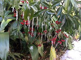 Ardesia with icecicles.