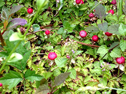 Wild strawberry ground cover.
