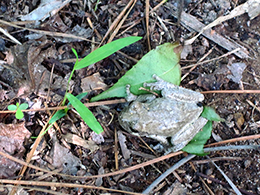 The Gray Tree Frog