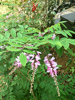 Blooming indigo plant surround the front of Fern Cottage as well as varous types of fern.