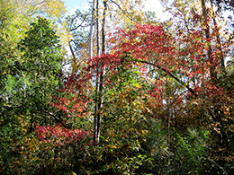 Fall foliage in the woods.