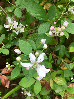 Blackberry flowers on the path to the river.