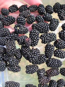 Picking blackberries.
