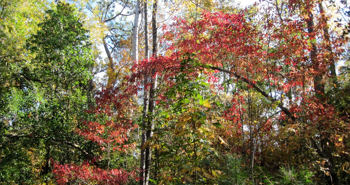Photo of the colorful fall foliage in the Covington and Folsom woods along the Bogue Falaya River